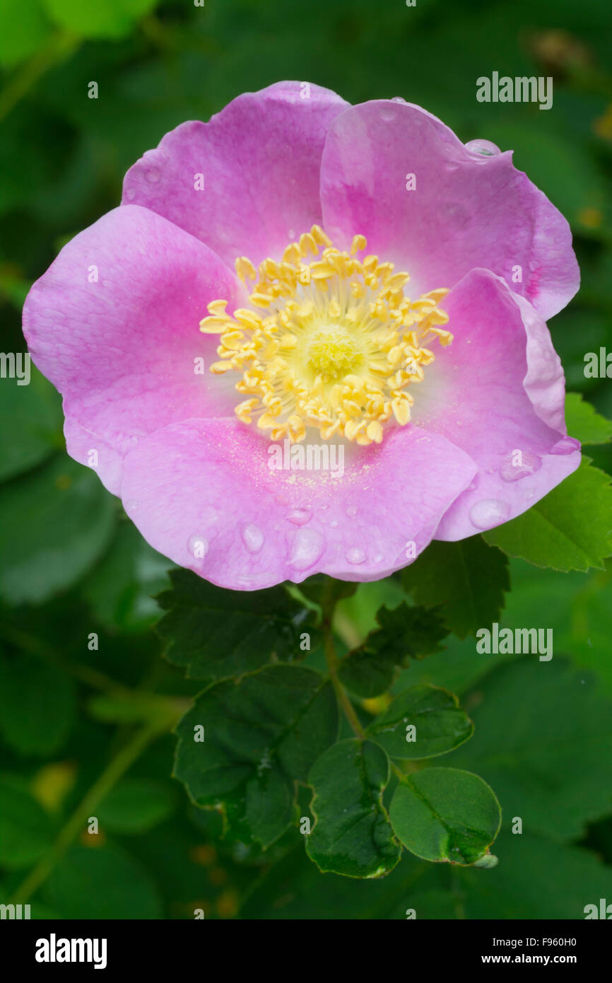 Rosa selvatica o il fico d'India, rose rosa acicularis, British Columbia, Canada Foto Stock