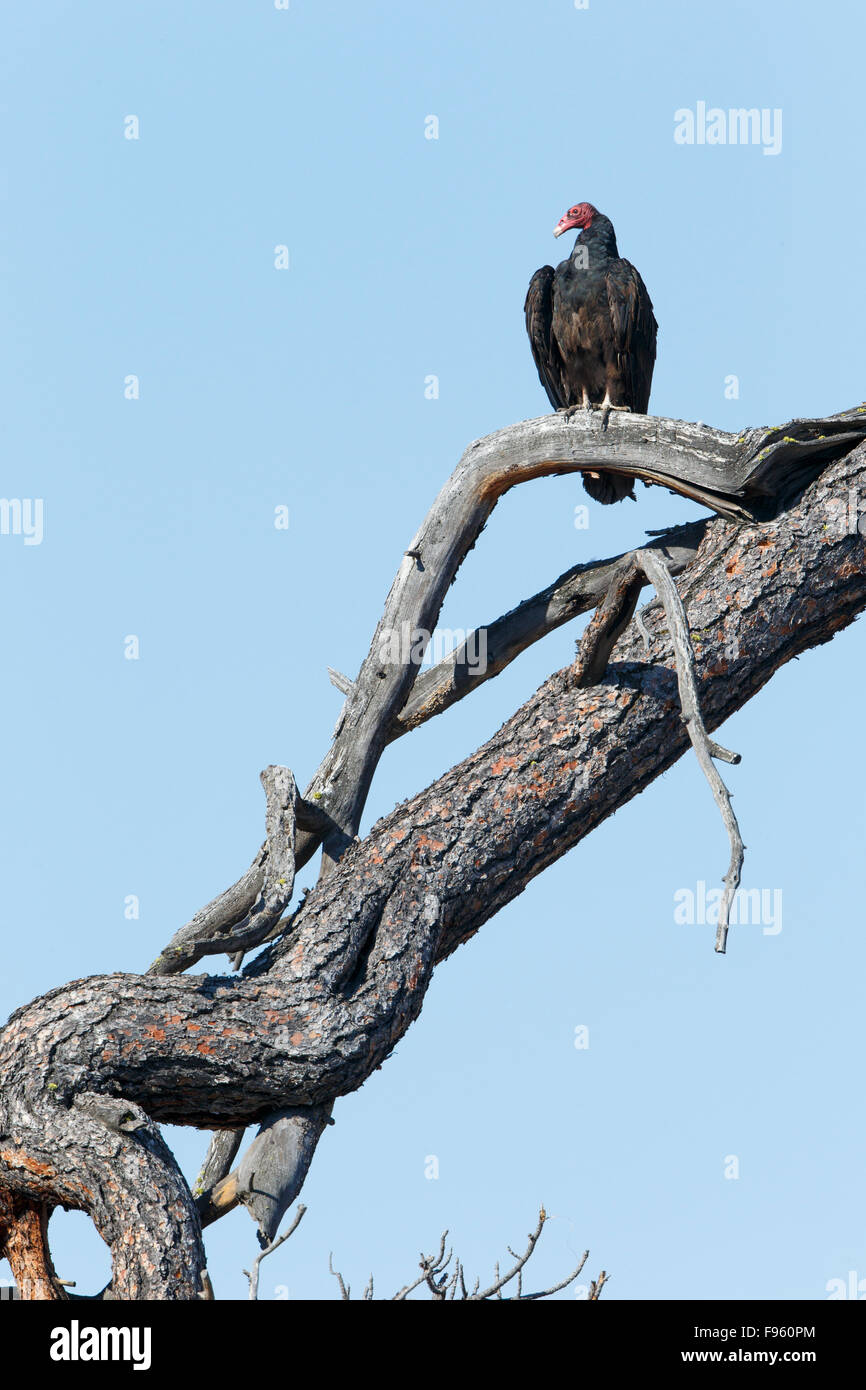 La Turchia vulture (Cathartes aura), regione ThompsonNicola, British Columbia. Foto Stock