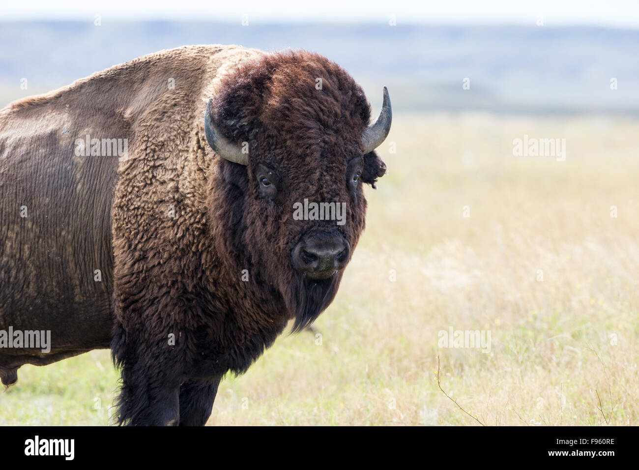 Pianure (Bison bison bison bison), Bull, praterie National Park, Saskatchewan. Foto Stock