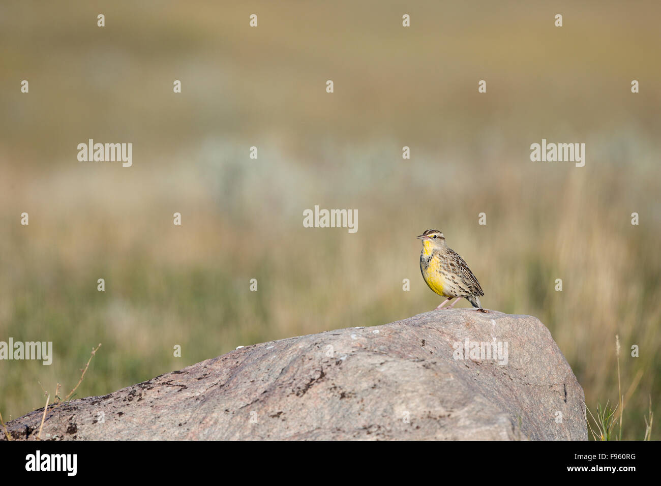 Western meadowlark (Sturnella neglecta), adulto in livrea invernale, praterie National Park, Saskatchewan. Foto Stock