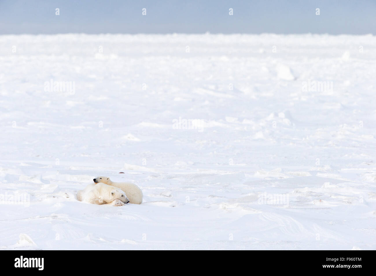 Orso polare (Ursus maritimus), femmina (anteriore) e twoyear vecchio cub (dietro), poggiante sulla neve, Cape Churchill, Wapusk National Foto Stock
