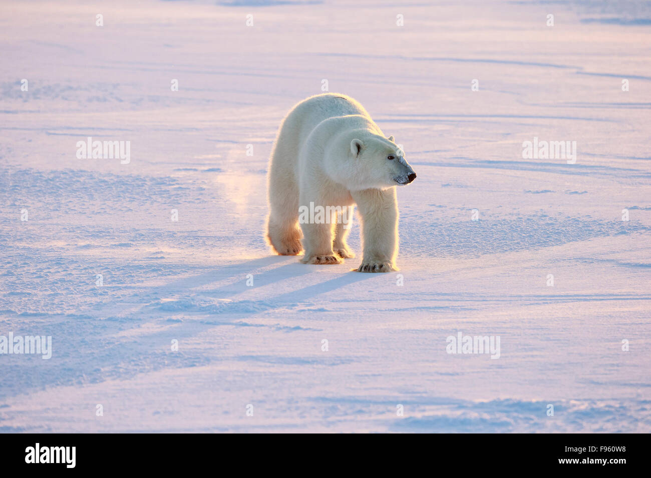 Orso polare (Ursus maritimus), passeggiate, Cape Churchill, Wapusk National Park, Manitoba. Foto Stock