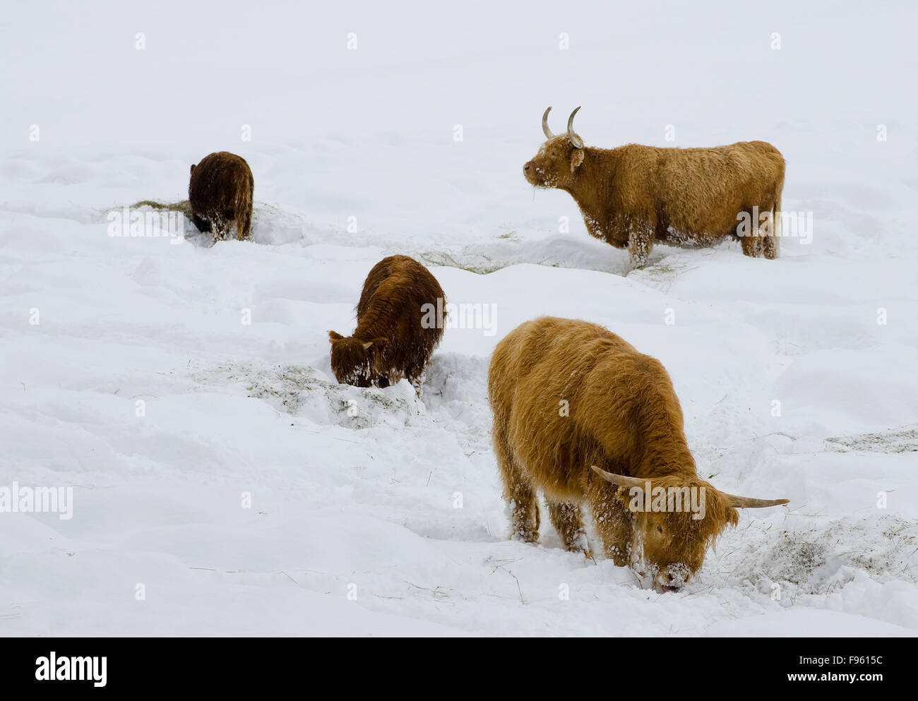 Sottish highland bestiame foraggio per il cibo nel nord Okanagan neve nelle colline di larice, vicino Enderby, British Columbia, Canada. Foto Stock