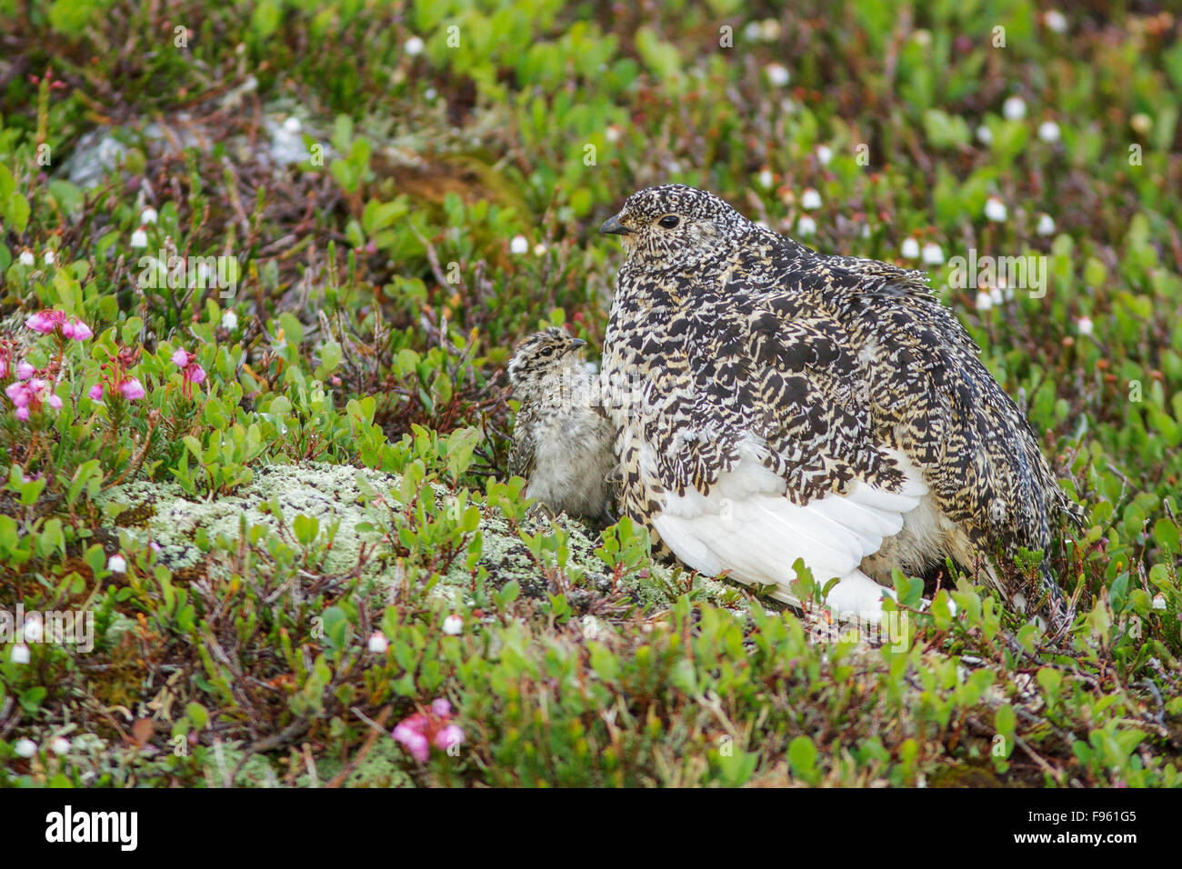 Whitetailed Ptarmigan (Lagopus leucurus) nella regione alpina della British Columbia, Canada. Foto Stock