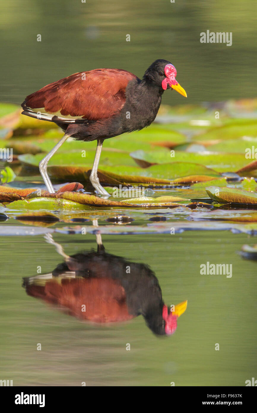 Wattled Jacana (Jacana jacana) in un lago nel Parco Nazionale del Manu, Perù. Foto Stock