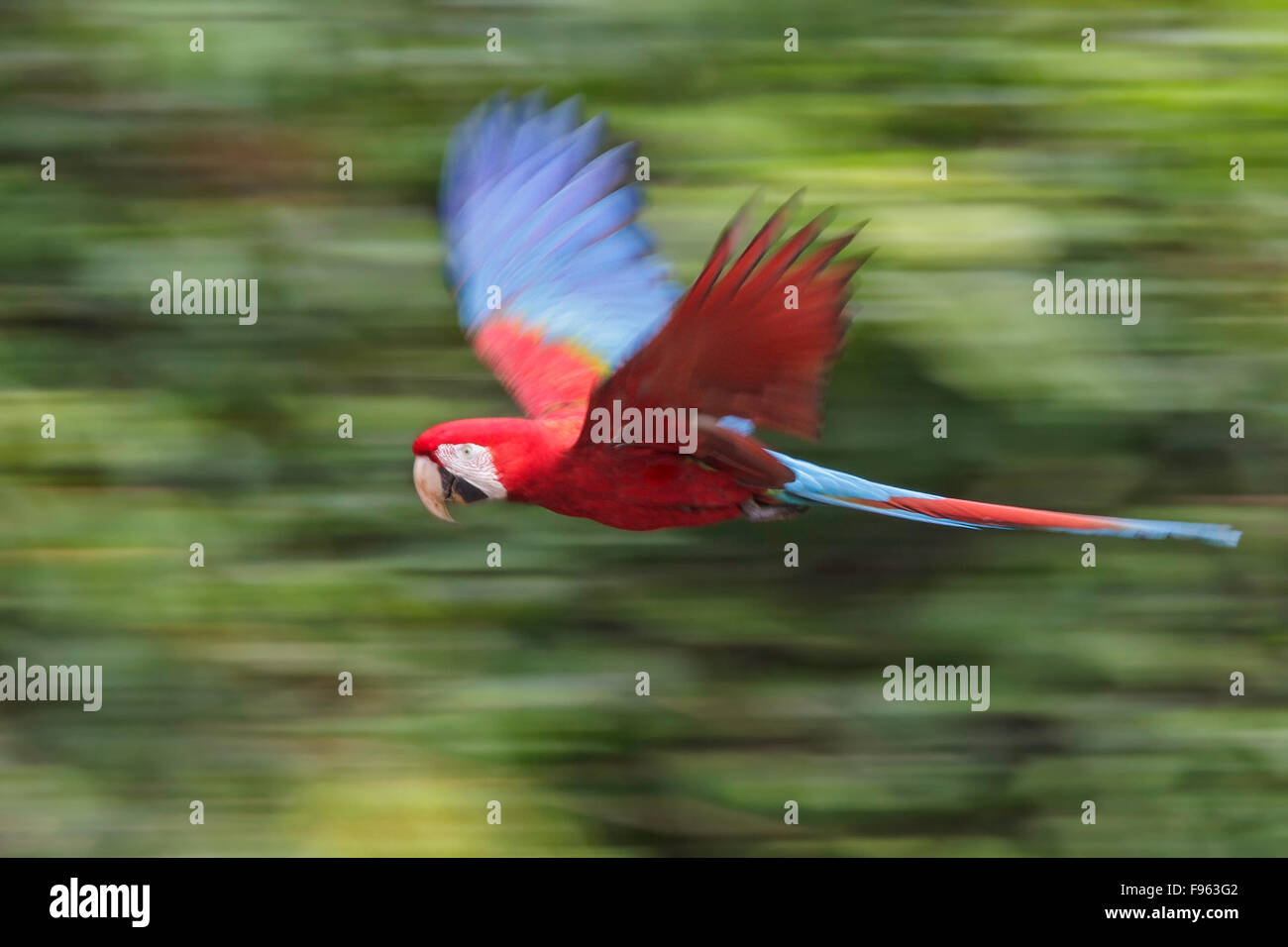 Redandgreen Macaw (Ara chloroptera) volare nel Parco Nazionale del Manu, Perù. Foto Stock
