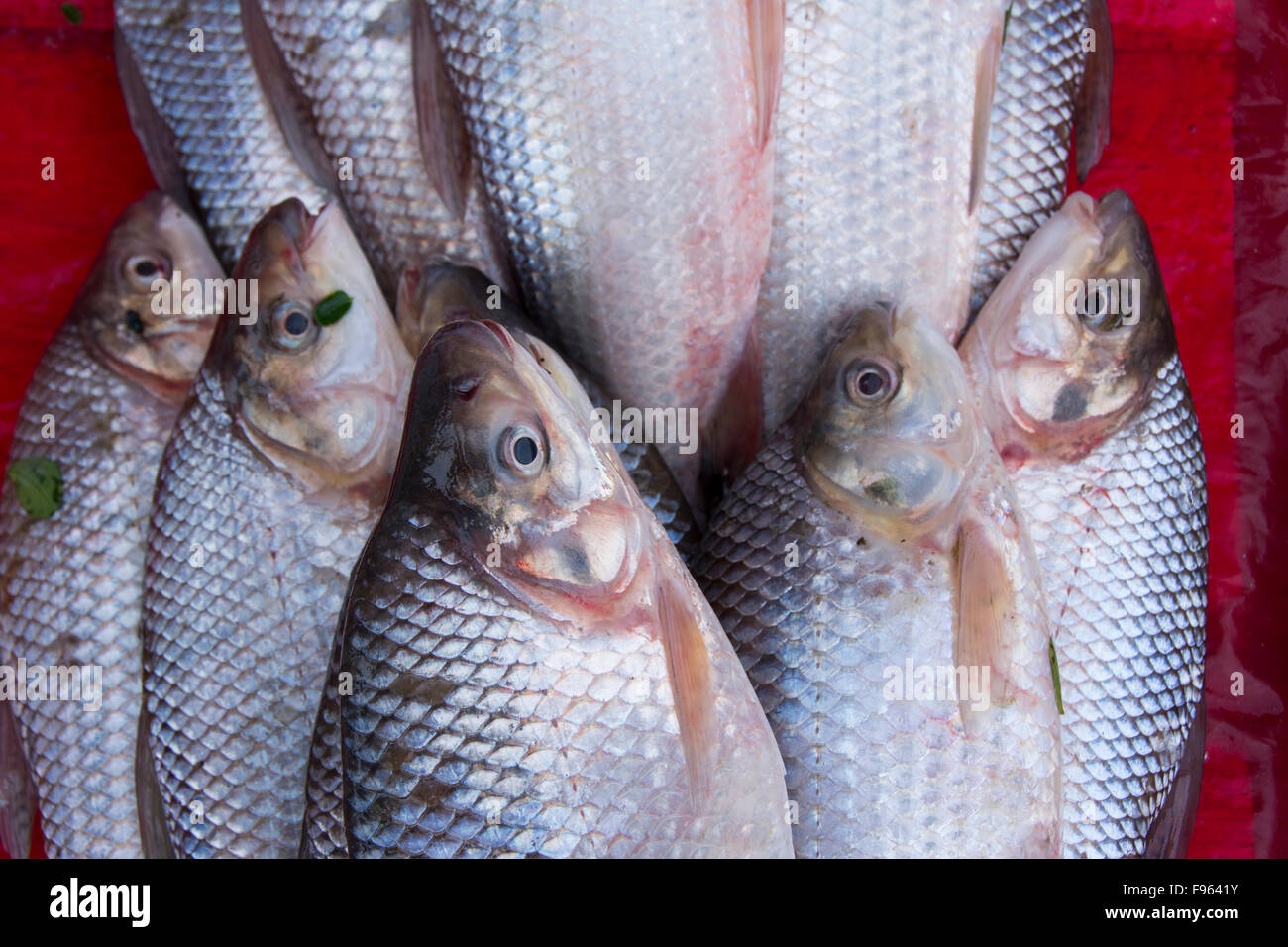 Scene di mercato, Iquitos, la città più grande nella foresta pluviale peruviana e la fifthlargest città del Perù Foto Stock