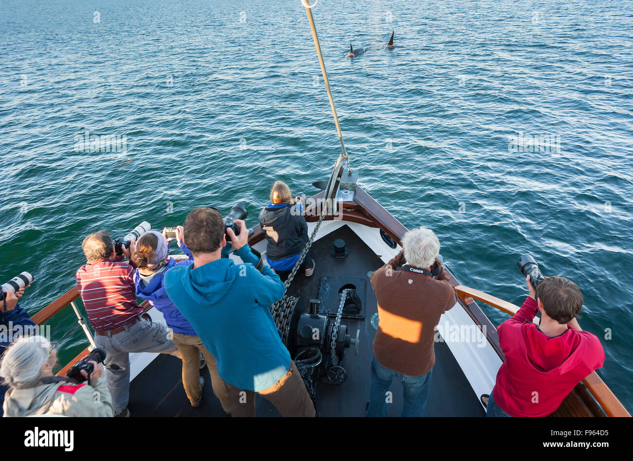I fotografi a bordo di Columbia III, fotografia Orca durante il transito dell'acqua vicino all'Arcipelago di Broughton Marine Park. Foto Stock