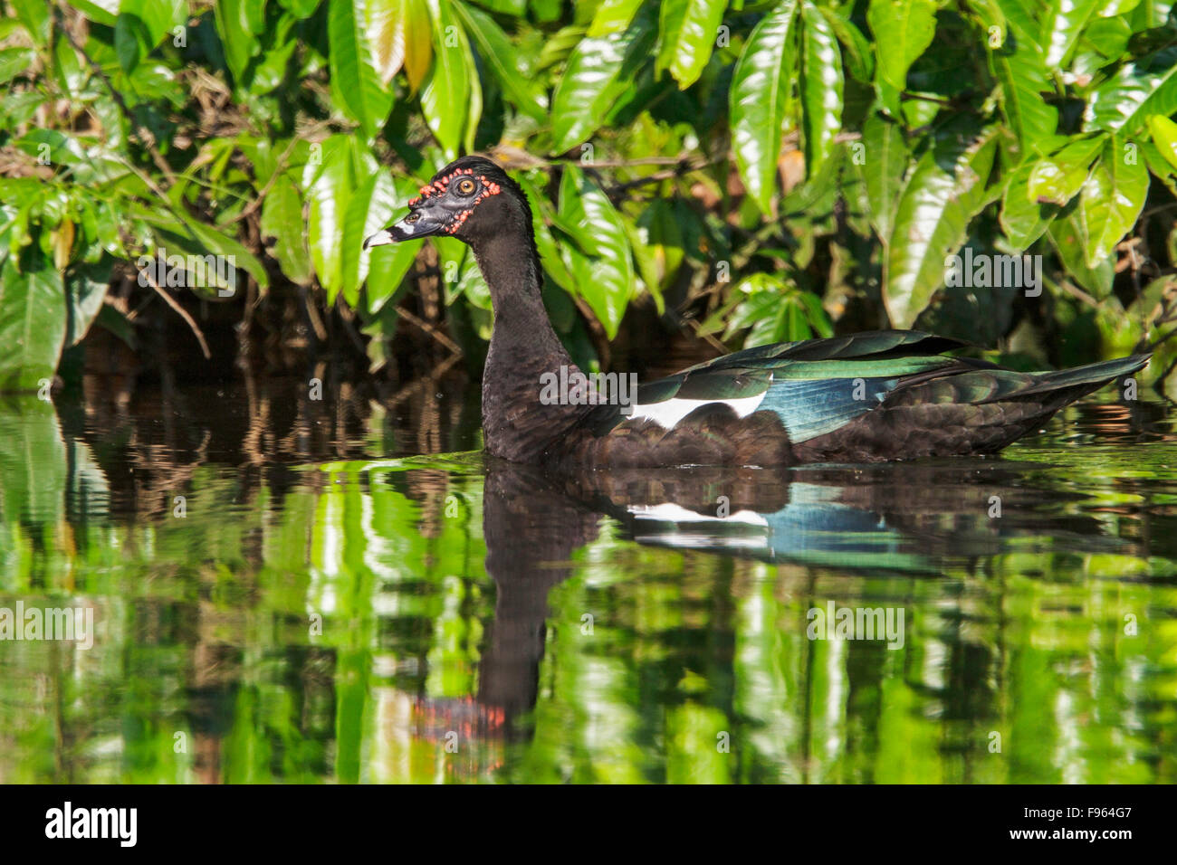 Anatra muta (Cairina moschata) in un lago nel Parco Nazionale del Manu, Perù. Foto Stock