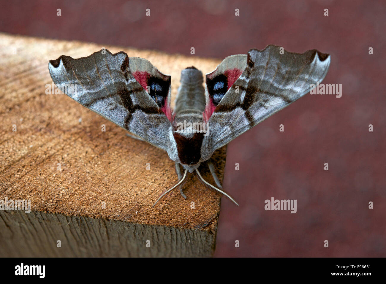 Twinspotted Sphinx Moth nel nord Ontario, Canada. (Smerinthus jamaicensis) Foto Stock