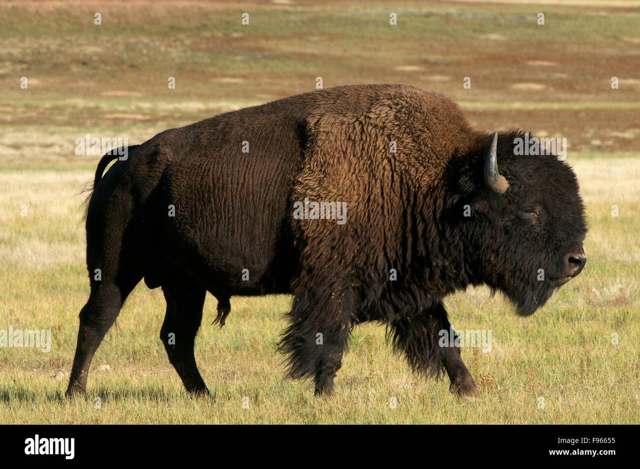 Il bisonte americano bull passeggiate attraverso prati in Custer State Park, il Dakota del Sud e Nord America. (Bison bison) Foto Stock