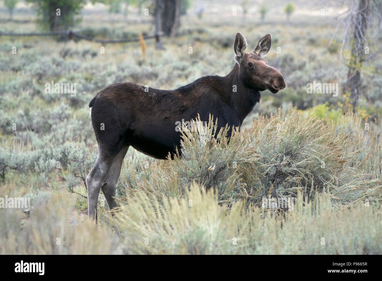 Mucca alci adulti avviso permanente nei pressi di Gros Ventre, Jackson, Wyoming America del Nord. (Alces alces). Shiras sub specie. Foto Stock
