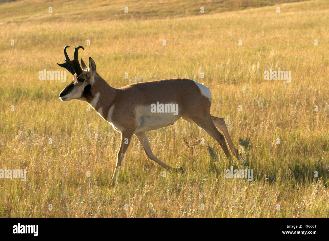 Primo piano della Pronghorn Antelope in esecuzione attraverso praterie, Custer State Park, il Dakota del Sud, Stati Uniti d'America. (Antilocapra americana). Foto Stock