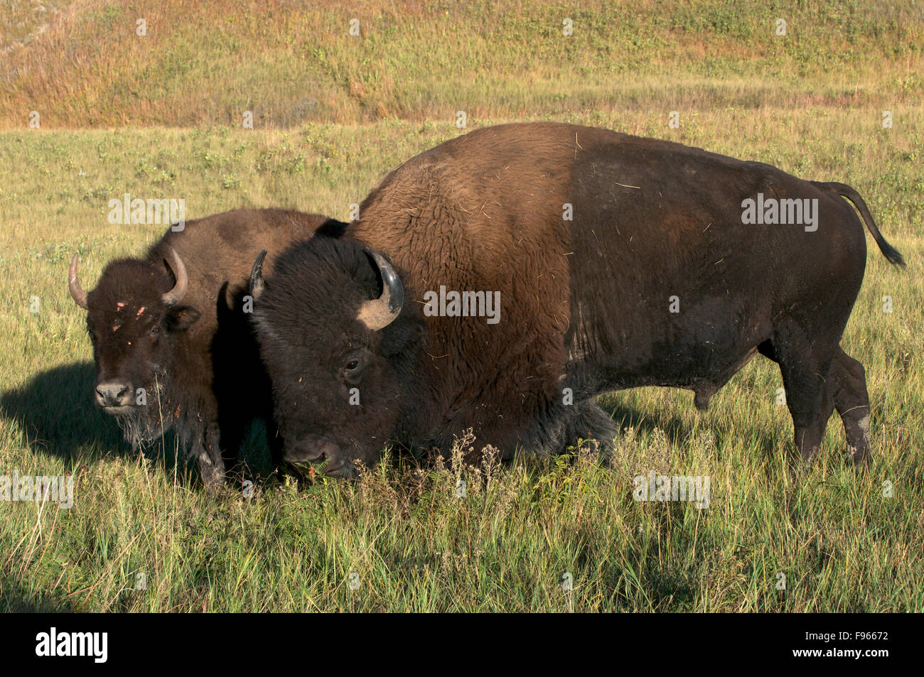 Il bisonte americano bull in piedi accanto al giovane femmina, mucca nella prateria di Custer State Park, il Dakota del Sud e Nord America. (Bison Foto Stock