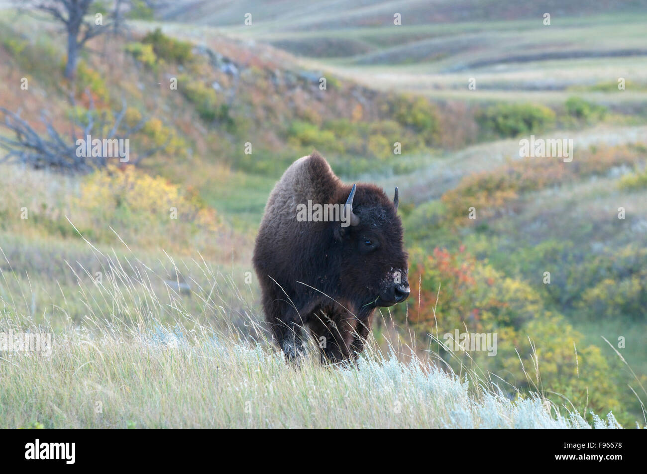 Bisonti americani sulle praterie in Custer State Park, il Dakota del Sud e Nord America. (Bison bison) Foto Stock