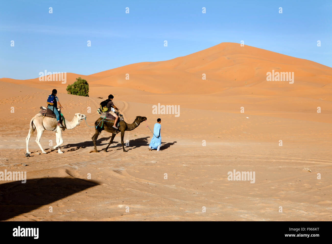 Cammelli Erg Chebbi Marocco Sahara Foto Stock