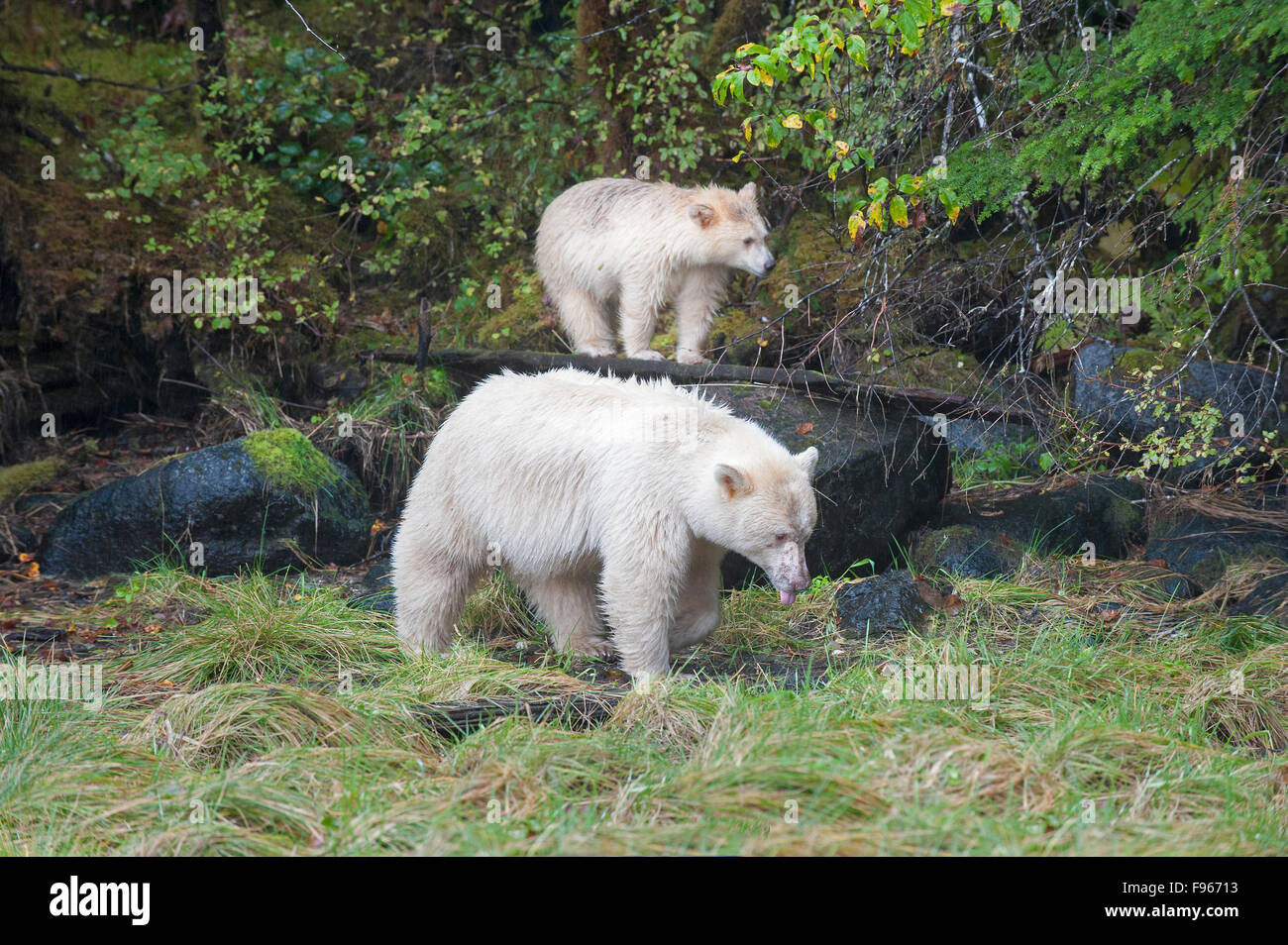 Spirito di Orso (Ursus americanus kermodei) madre e cub pascolano sulla battigia erba, grande orso nella foresta pluviale, British Columbia Foto Stock