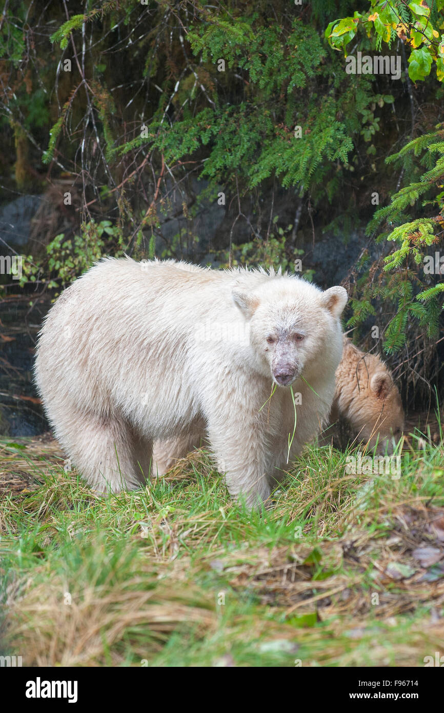 Spirito di Orso (Ursus americanus kermodei) madre e cub pascolano sulla battigia erba, grande orso nella foresta pluviale, British Columbia Foto Stock