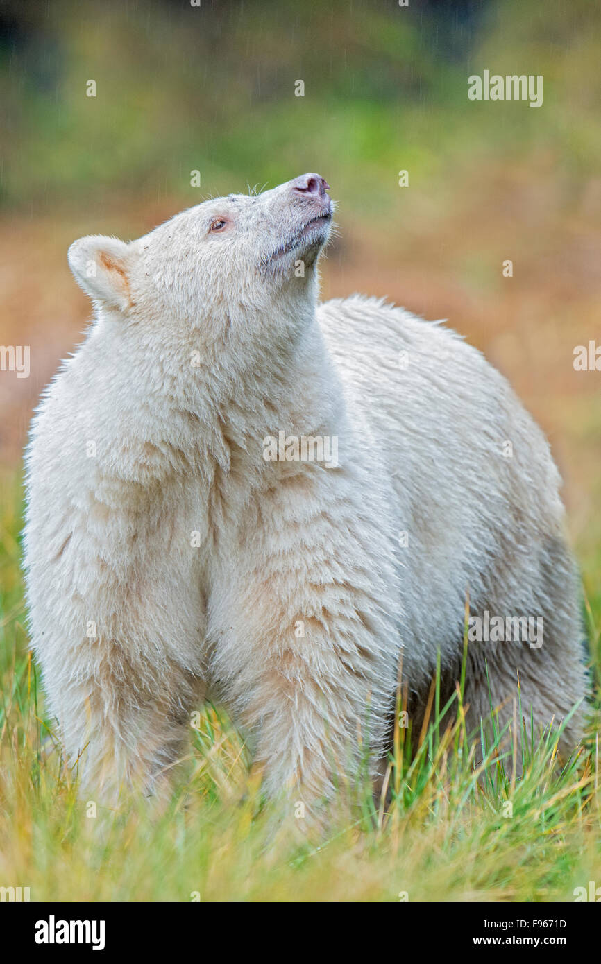 Spirito di Orso (Ursus americanus kermodei), grande orso nella foresta pluviale, British Columbia Central Coast, Canada Foto Stock