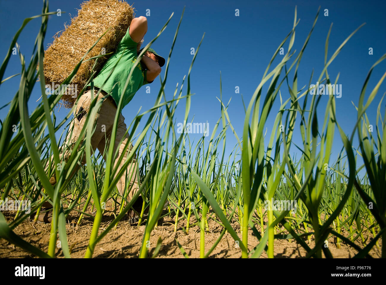 Un agricoltore cale paglia per diffondere tra il suo raccolto di aglio. Foto Stock