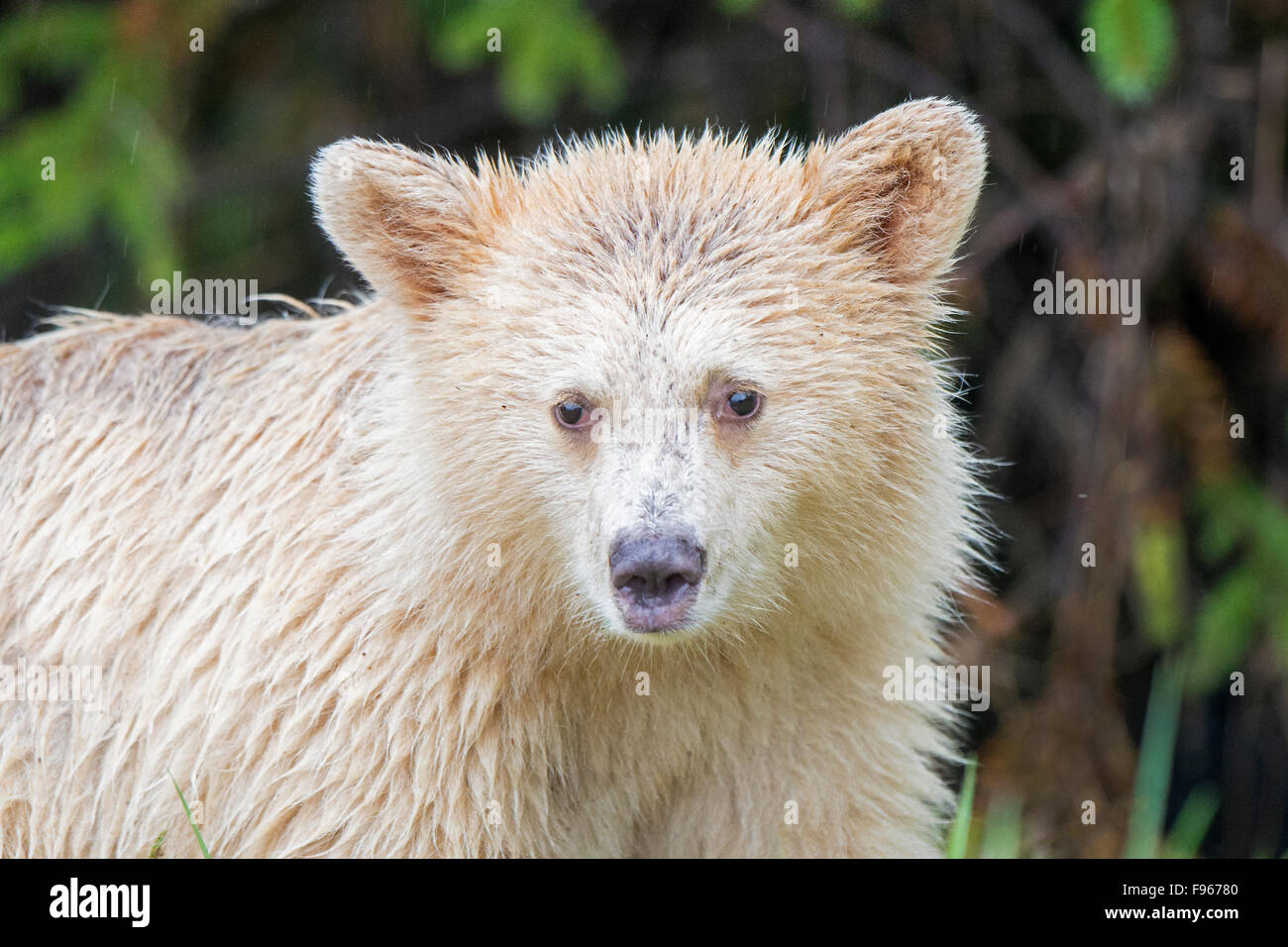 Spirito Bear Cub (Ursus americanus kermodei) rovistando nella zona intercotidale, grande orso nella foresta pluviale, British Columbia central Foto Stock