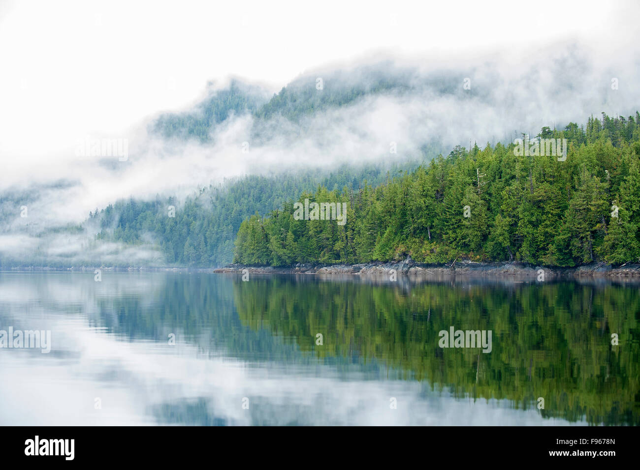 Grande Orso nella foresta pluviale, westcentral coastal British Columbia, Canada Foto Stock