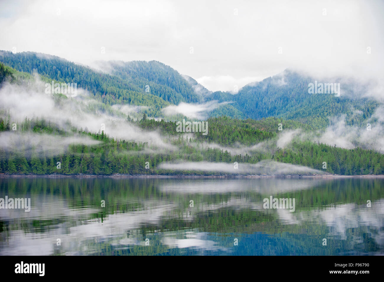 Grande Orso nella foresta pluviale, westcentral coastal British Columbia, Canada Foto Stock