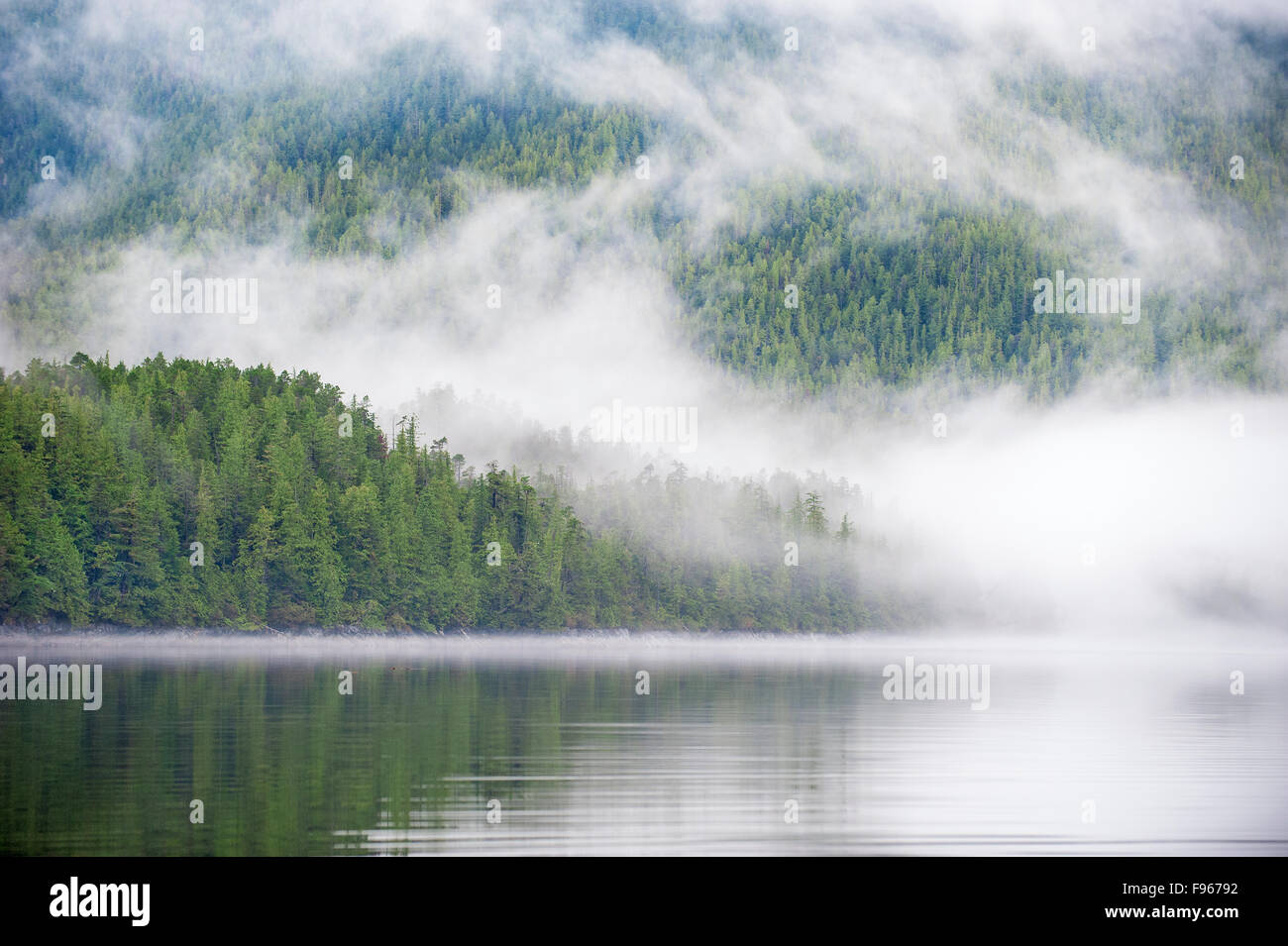 Grande Orso nella foresta pluviale, westcentral coastal British Columbia, Canada Foto Stock