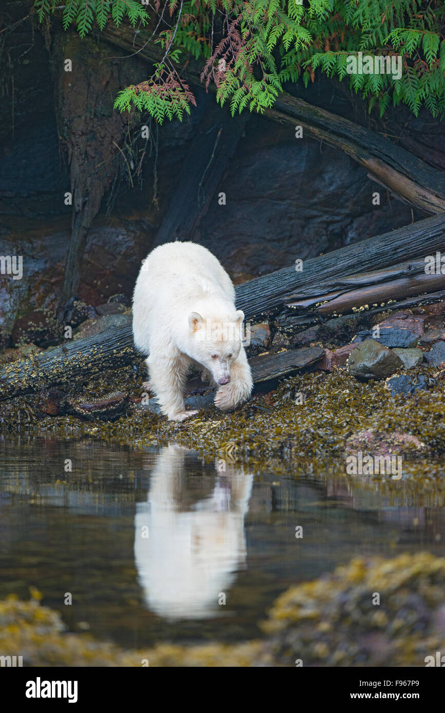 Spirito di Orso (Ursus americanus kermodei) rovistando nella zona intercotidale, grande orso nella foresta pluviale, British Columbia costa centrale, Foto Stock