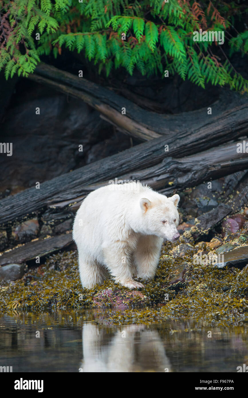 Spirito di Orso (Ursus americanus kermodei) rovistando nella zona intercotidale, grande orso nella foresta pluviale, British Columbia costa centrale, Foto Stock
