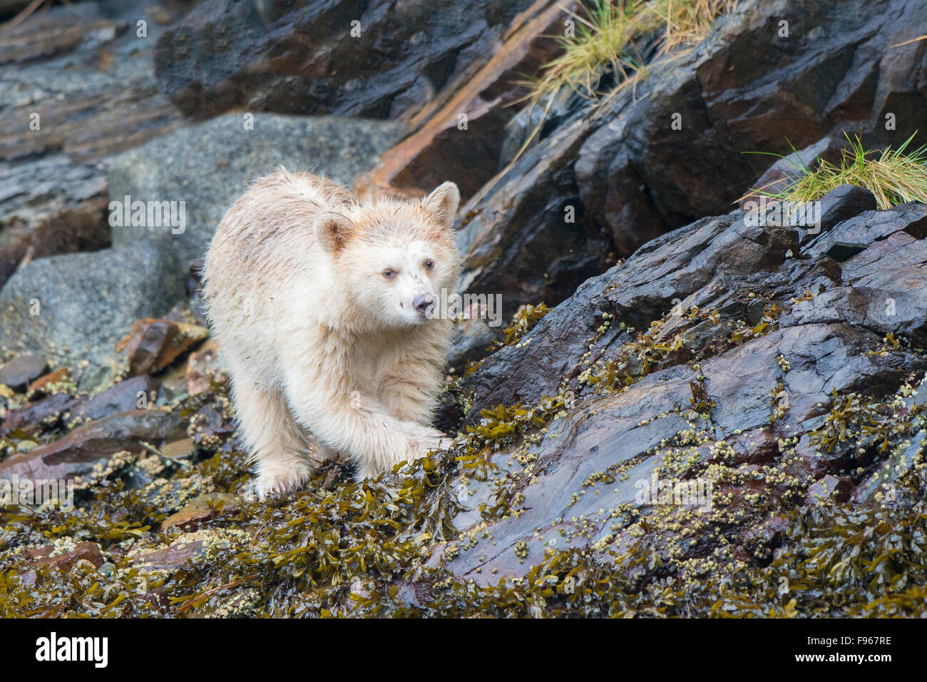 Spirito Bear Cub (Ursus americanus kermodei) rovistando nella zona intercotidale, grande orso nella foresta pluviale, British Columbia central Foto Stock