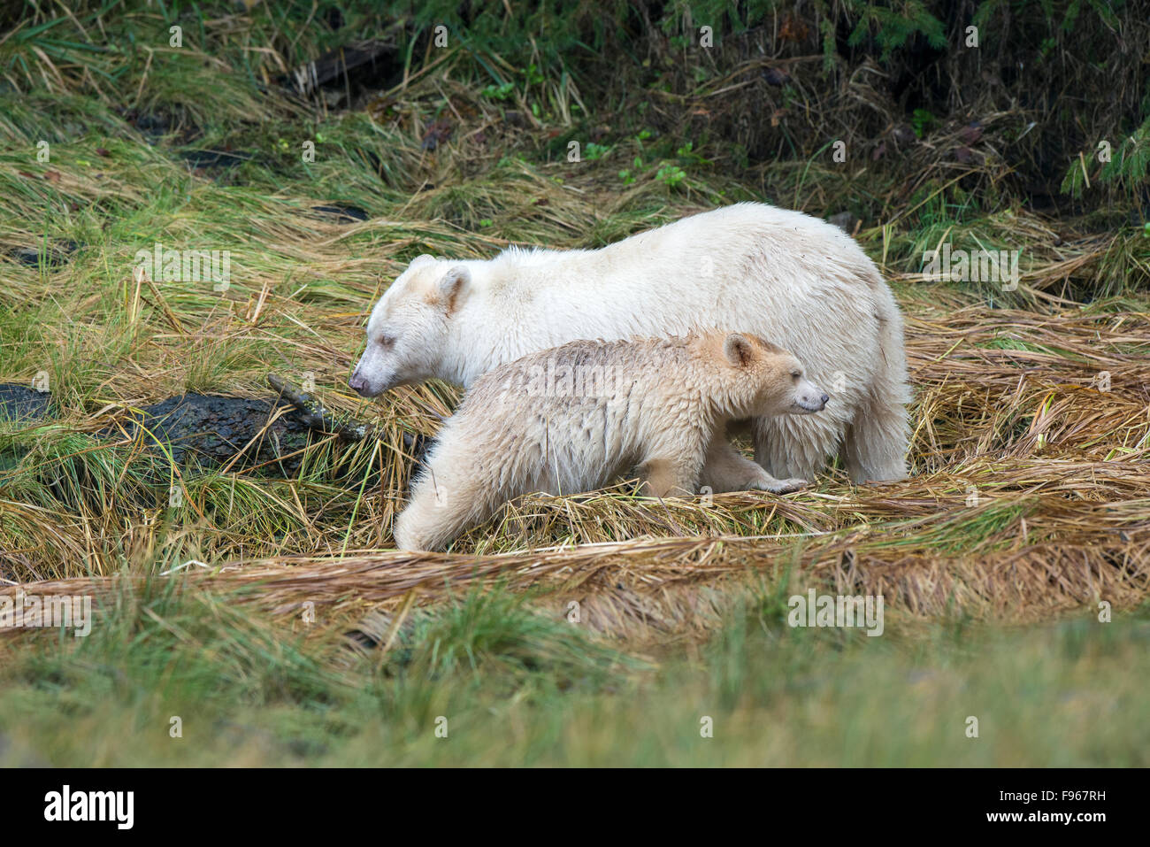 Lo Spirito di Madre bear (Ursus americanus kermodei) e yearling cub pesca in un flusso di salmone, grande orso nella foresta pluviale, British Foto Stock