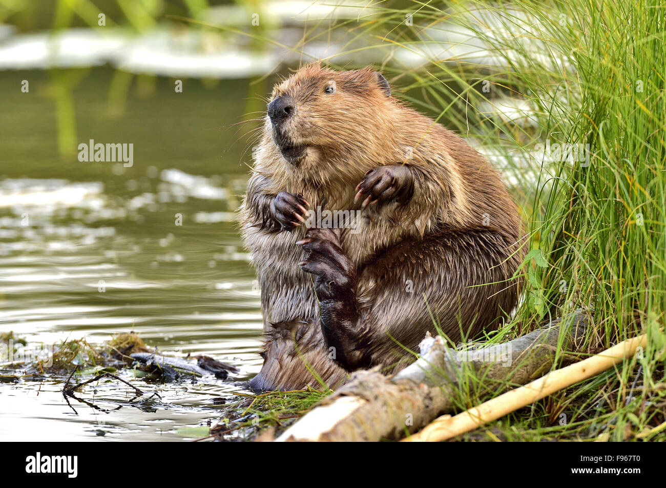 Un adulto beaver "Castor canadenis' seduta sulla sua estremità posteriore in acque poco profonde la potatura la sua pelliccia con le sue zampe posteriori. Foto Stock
