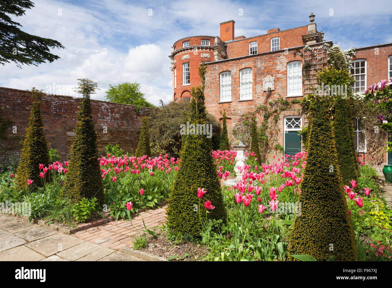 Il giardino olandese con topiaria da guglie e Cina tulipani Rosa è un design contemporaneo di Angela Collins, Cottesbrooke Hall, Northamptonshire, Inghilterra Foto Stock