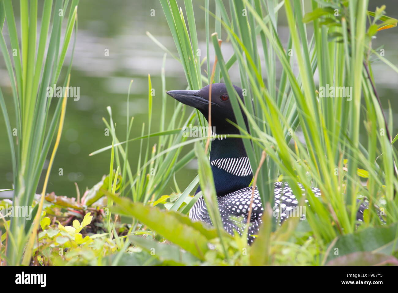 Loon nidificazione sul fiume Severn, Ontario, Canada Foto Stock