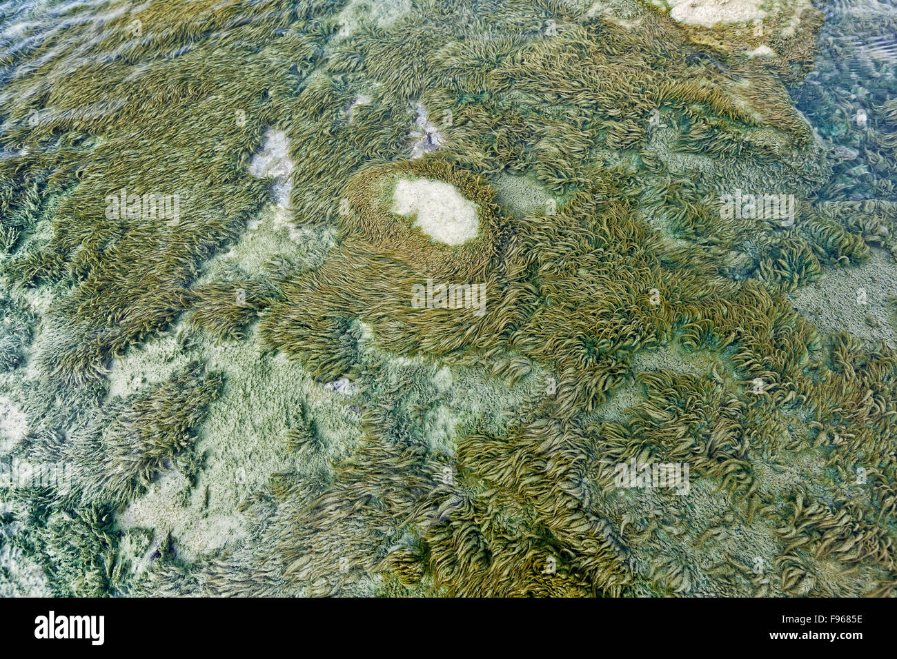 Le alghe in acqua a Bjarnarflag Impianto geotermico, Islanda Foto Stock