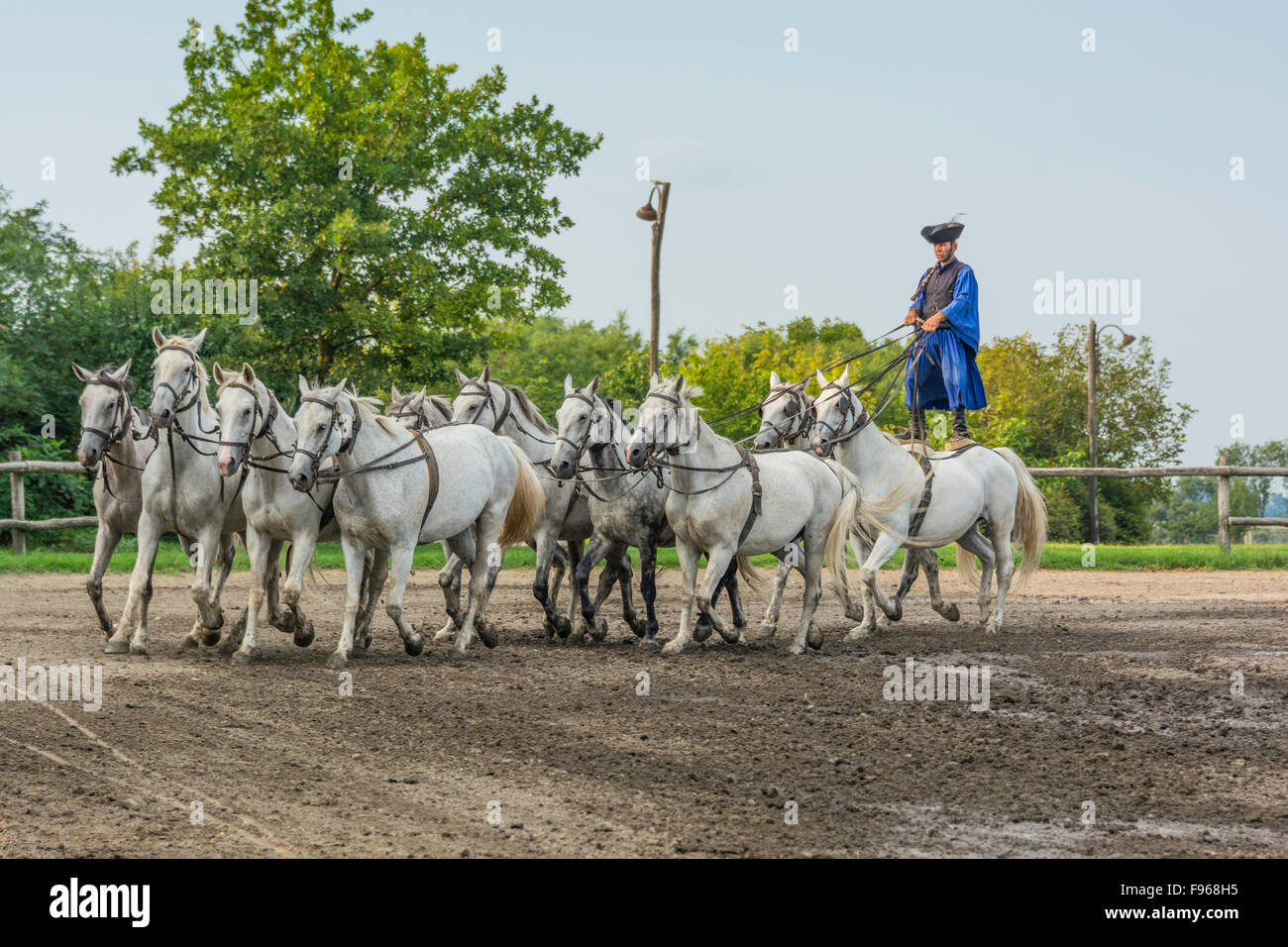 Csikos è a cavallo di un team di dieci cavallo attorno all'Arena . In Ungheria è la casa di una schiera di animali insoliti e le pratiche agricole. Foto Stock