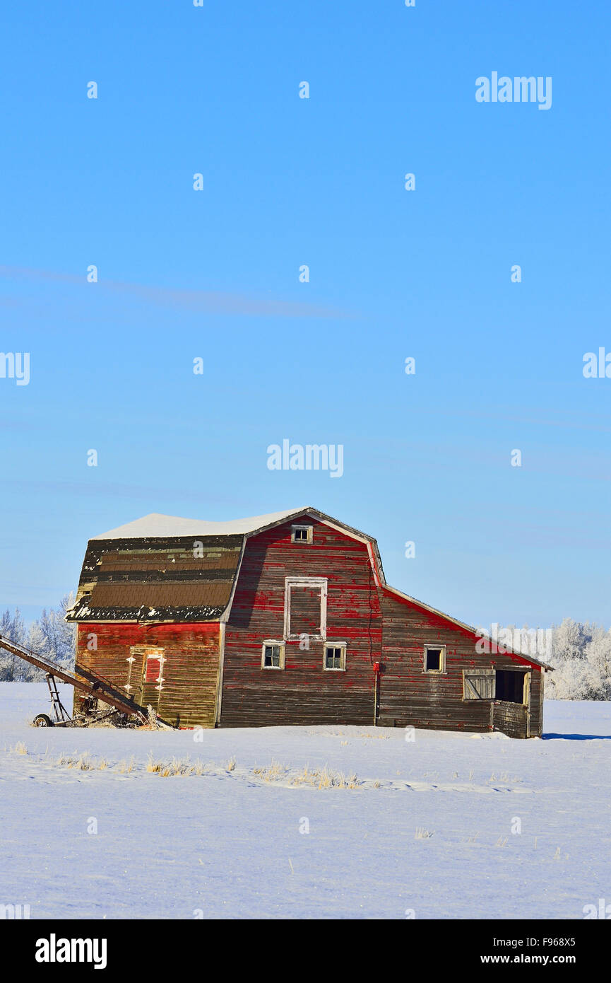 Un'immagine verticale di un vecchio granaio rosso ancora in uso in una fattoria vicino a Morinville Alberta Canada. Foto Stock
