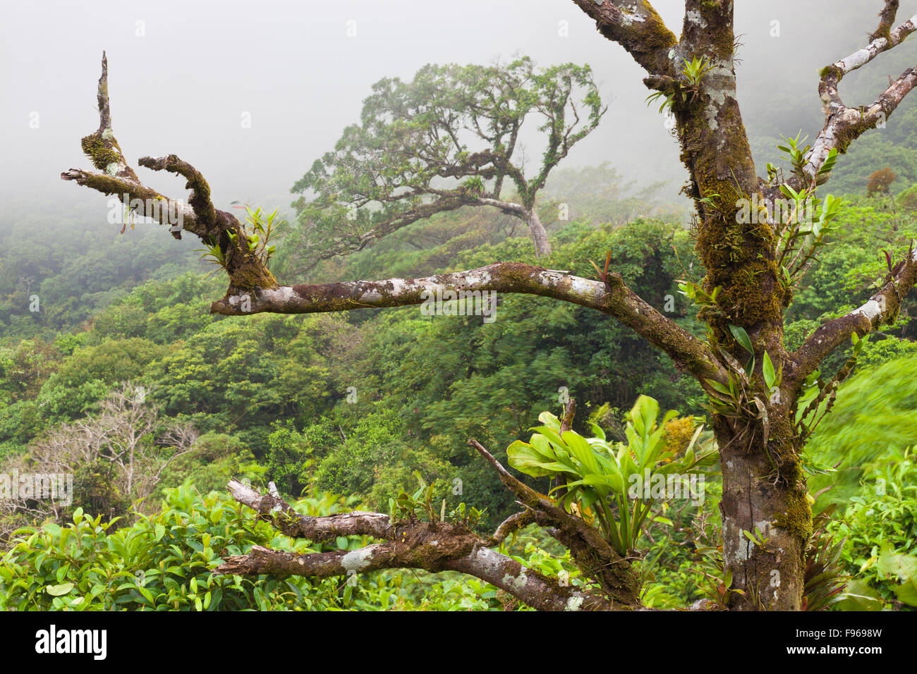 Paesaggio di Panama con una foresta nuvolosa nel parco nazionale di Omar Torrijos, Cordillera Central, provincia di Cocle, Repubblica di Panama, America Centrale. Foto Stock