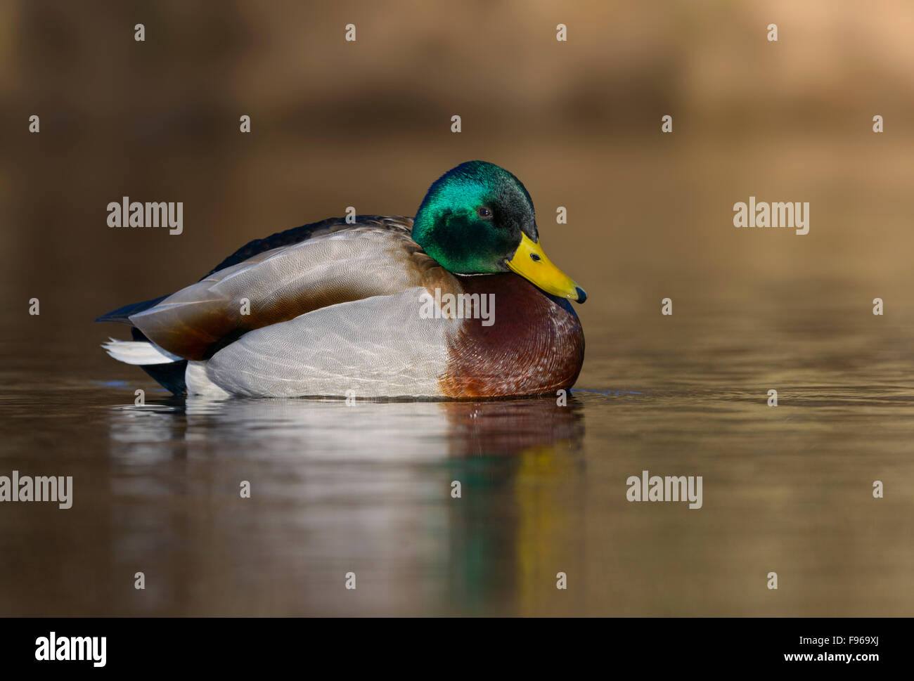 Il Germano Reale maschio Lago Burnaby, BC Foto Stock