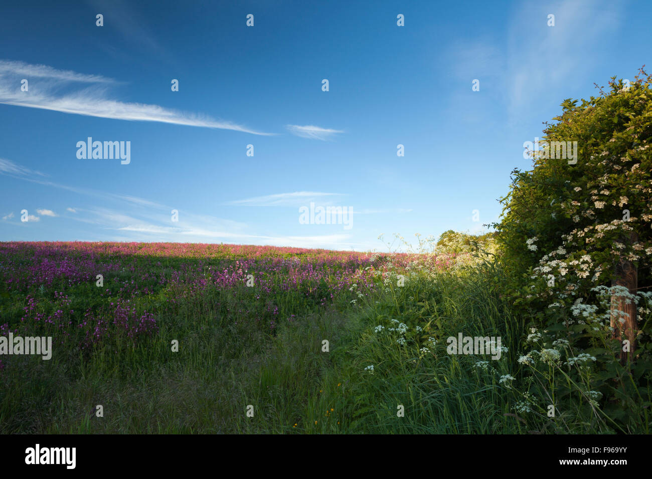 Un margine di campo di fiori selvatici ricchi di polline e nettare per attirare le api e gli insetti accanto a una siepe di biancospino vicino Holdenby, Northamptonshire, Inghilterra Foto Stock