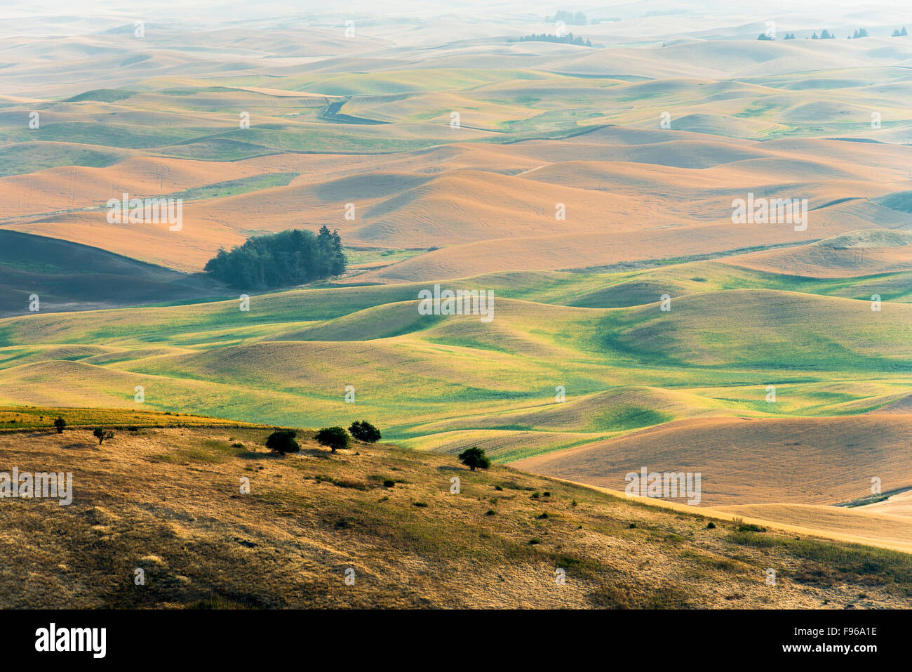 Le colline di sunrise. Palouse, nello Stato di Washington, USA. Foto Stock