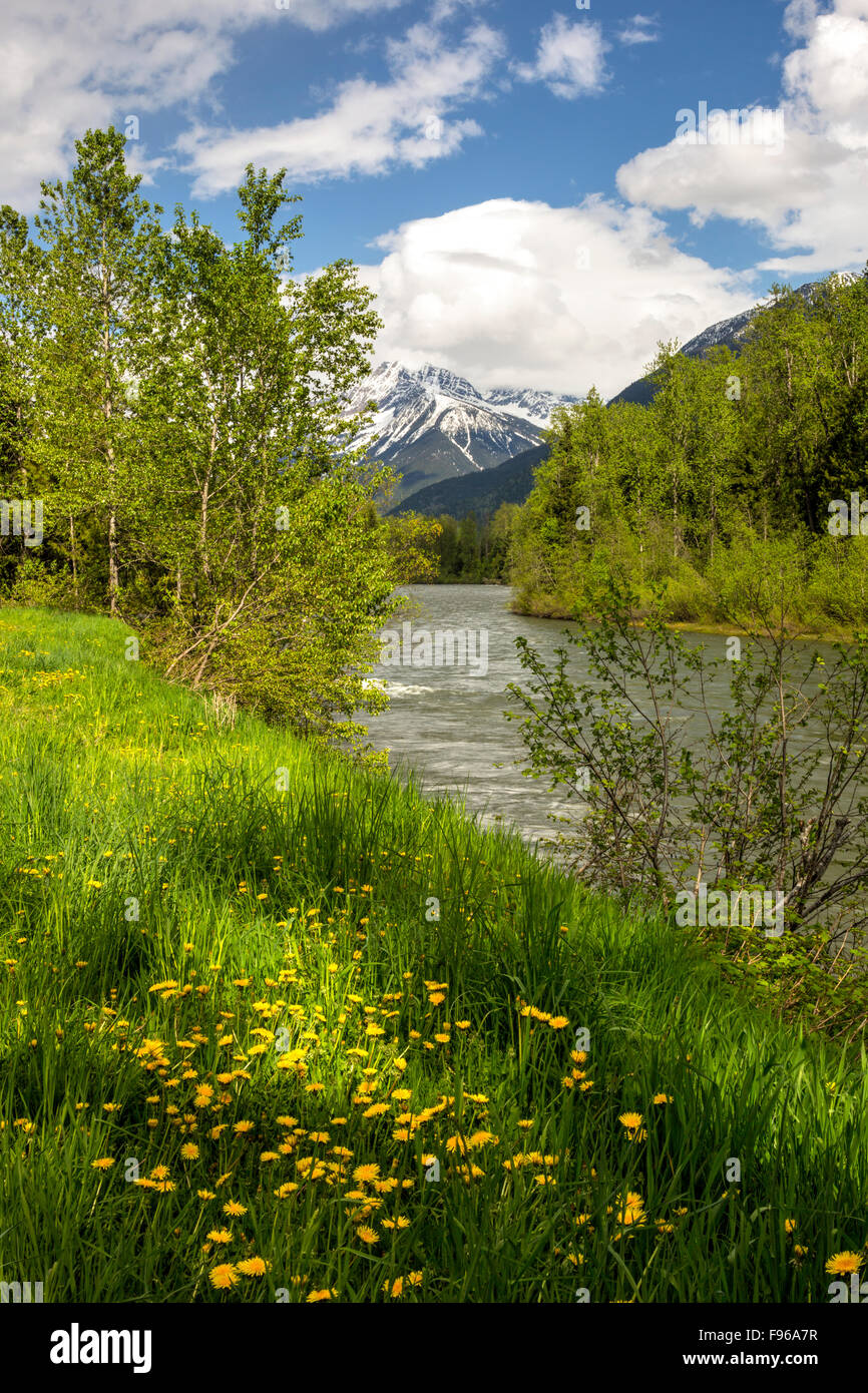 Fiume Lllecillewaet, Mount Revelstoke National Park, British Columbia, Canada Foto Stock