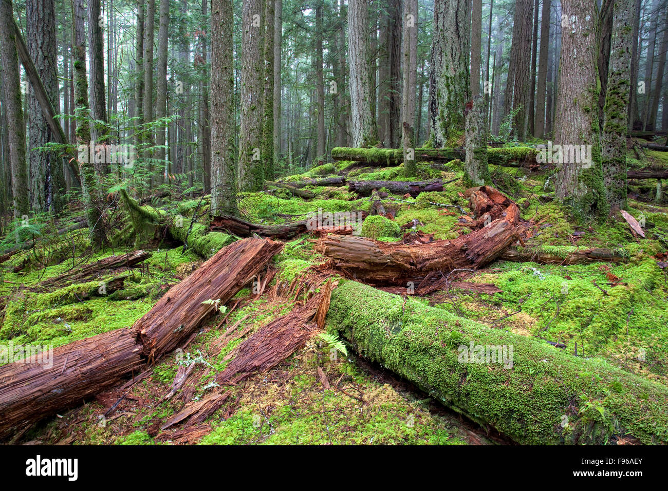 Foresta costiera, Douglas abeti ( Pseudotsuga menziesii ), Western Red Cedar(Thuja plicata),alberello, alberi caduti, Foto Stock