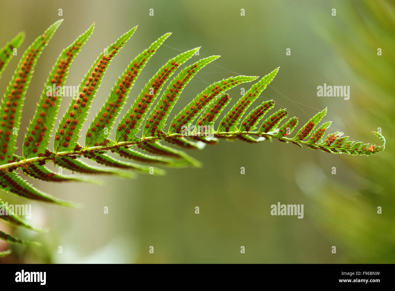 Polypodium glycyrrhiza, liquirizia felce, manyfooted fern, dolce radice, evergreen felce, British Columbia, l'isola di Vancouver, Sooke, Foto Stock