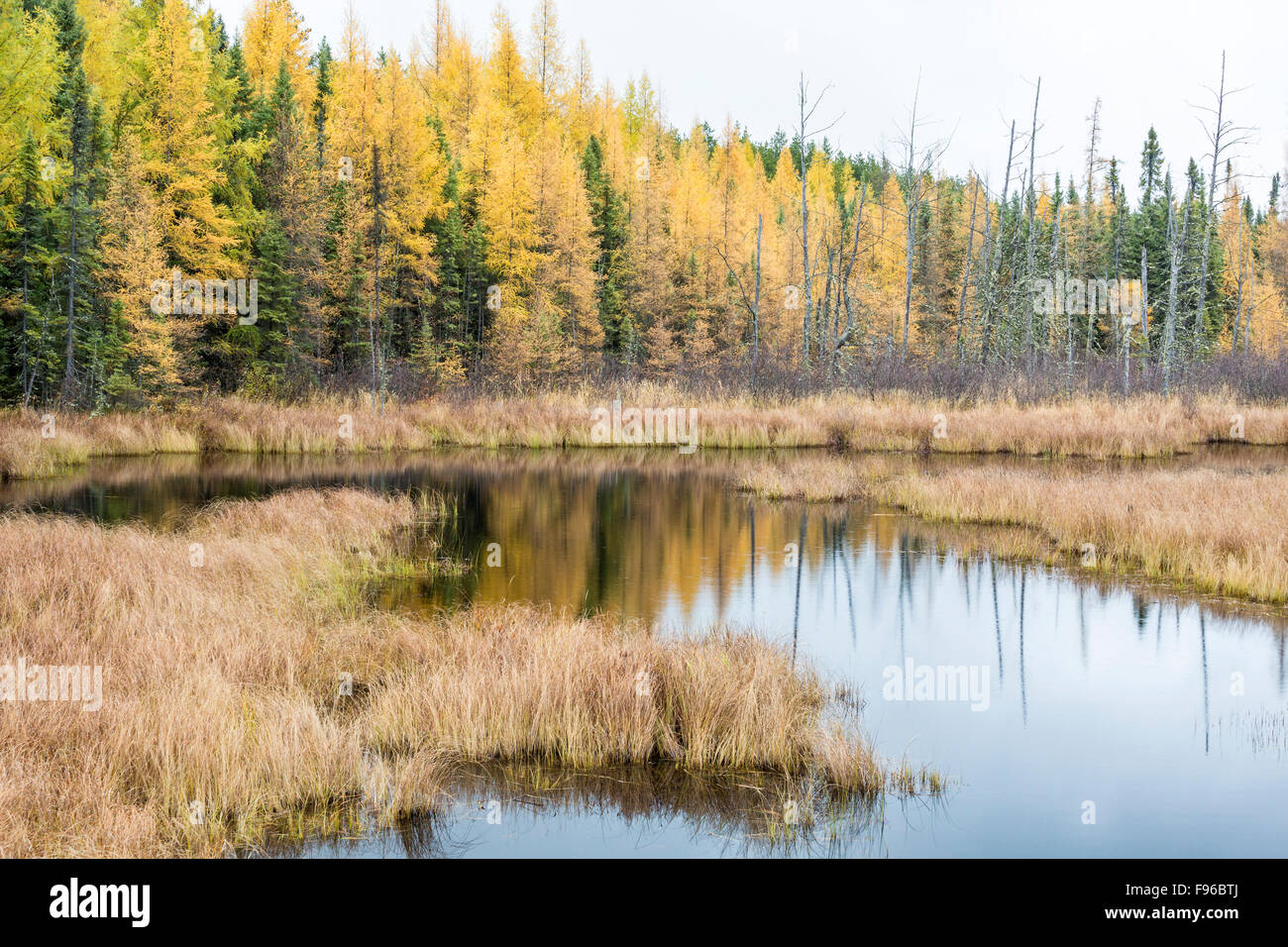 Tamaracks (Larix laricina), zona umida, Westree, Ontario, Canada Foto Stock