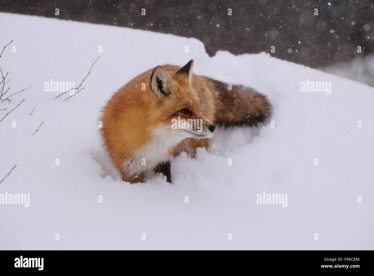 Red Fox (Vulpes vulpes vulpes) adulto difficile osservare essendo timido & principalmente nocternal. Non hibernate. Algonquin Provincial Foto Stock