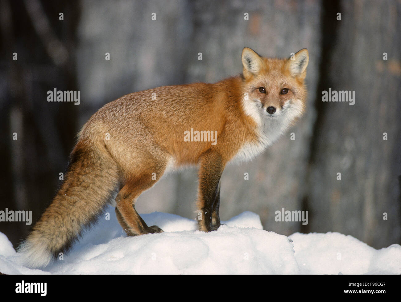 Red Fox (Vulpes vulpes vulpes) adulto è considerata come astuzia ma, campo di molti osservatori ritengono che sia estremamente cauto e in grado di Foto Stock