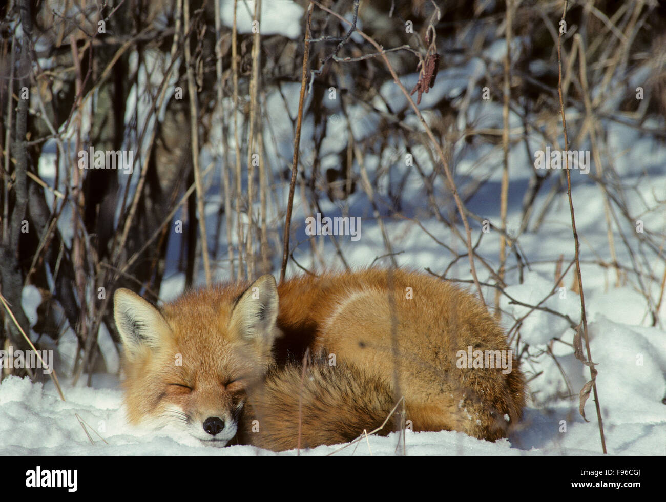 Red Fox (Vulpes vulpes vulpes) adulto, arricciata in una sfera utilizzando bushy tail per coprire il piede pastiglie. Raramente den fino in inverno. Algonquin Foto Stock