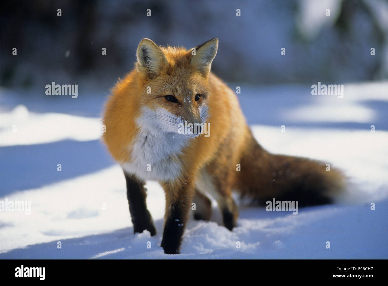 Red Fox (Vulpes vulpes vulpes) adulto. In inverno la dieta consiste di topi, uccelli, conigli e scoiattoli. Algonquin Provincial Park, Ontario, Foto Stock